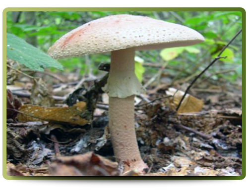 the blusher mushroom
